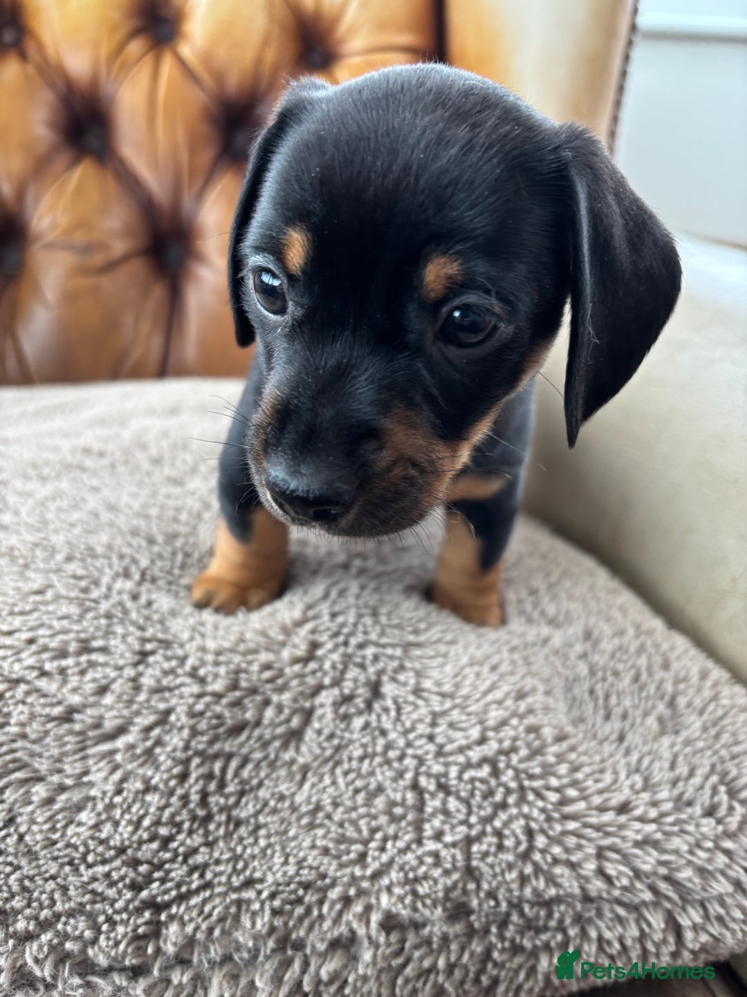 Miniature Dachshund dogs for sale: Minature Dachshund puppies for sale - Image 5