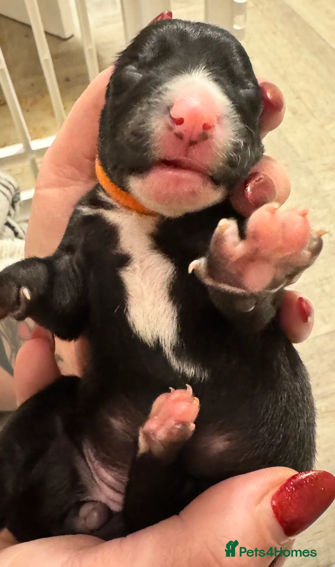 Mixed Breed dogs for sale: 75% Lurcher 25% Cane Corso Puppies - Advert 13