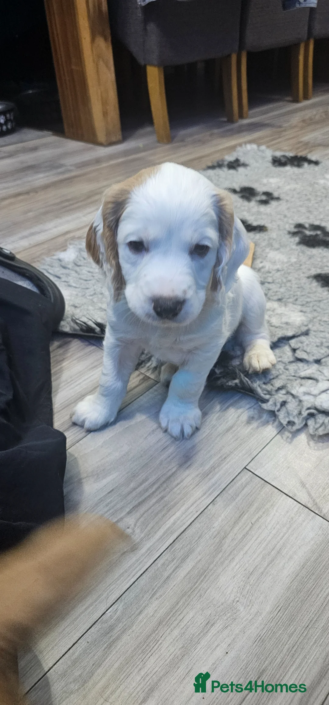 Cocker Spaniel dogs for sale: KC registered working cocker spaniel  - Advert 1