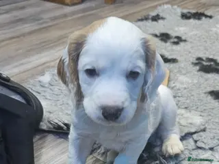 Cocker Spaniel dogs KC registered working cocker spaniel - Advert 2