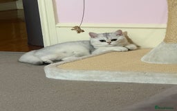 British Shorthair cats for sale: Silver shorthair girl with green eyes  - Image 5
