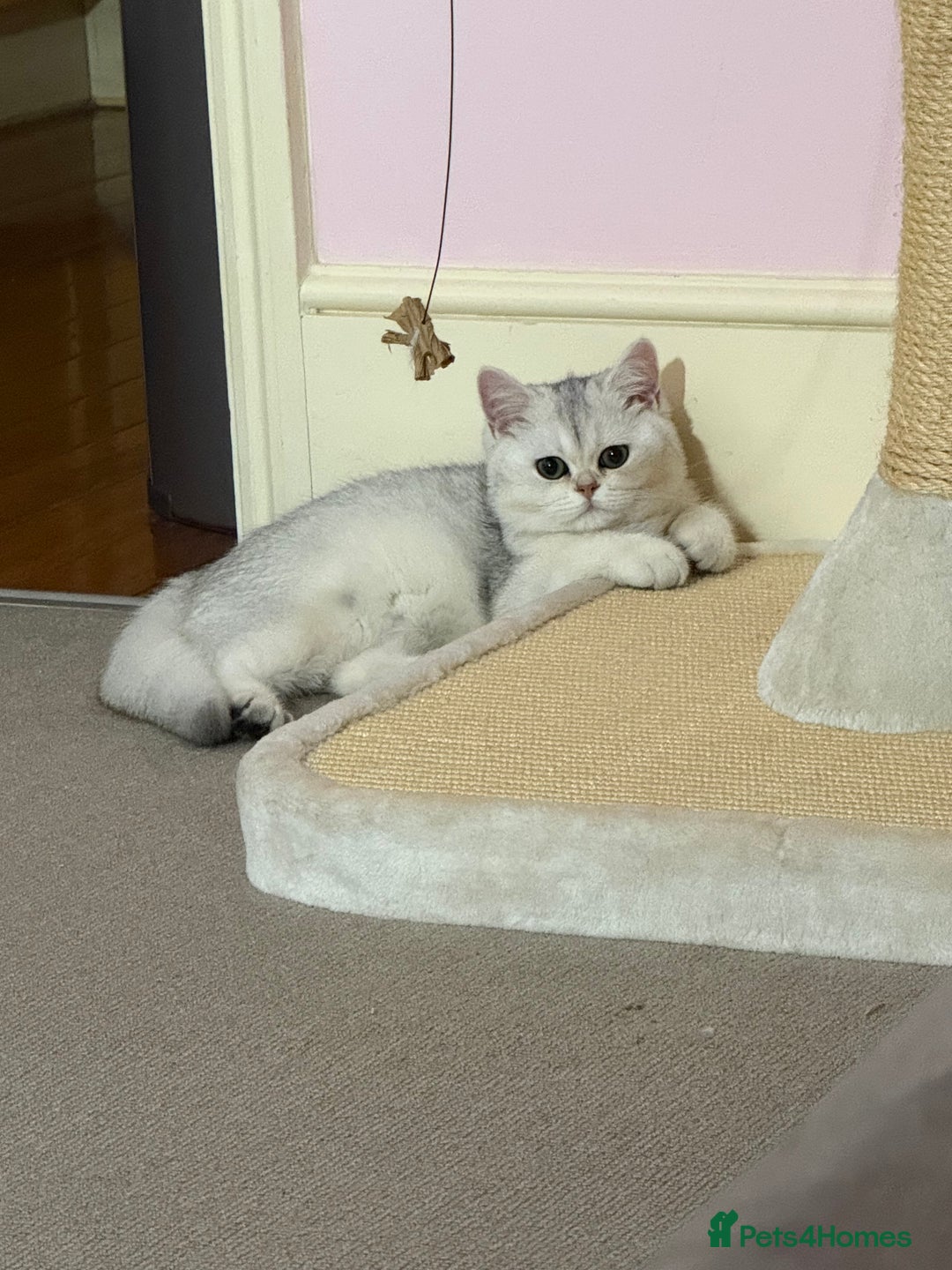 British Shorthair cats for sale: Silver shorthair girl with green eyes  - Image 5