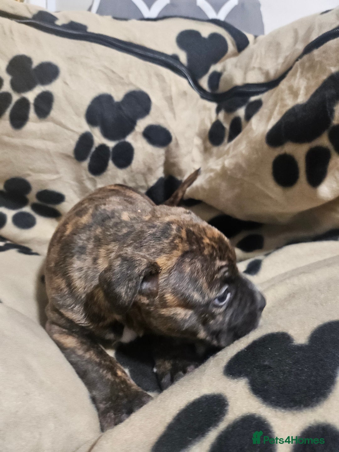 Mixed Breed dogs for sale: Mixed breed puppies - Advert 4