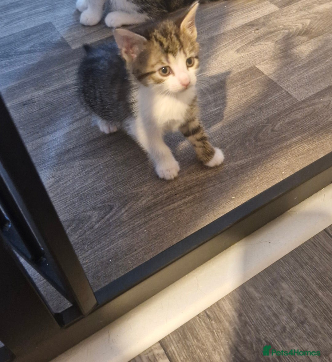 Mixed Breed cats for sale: Kittens - Image 11