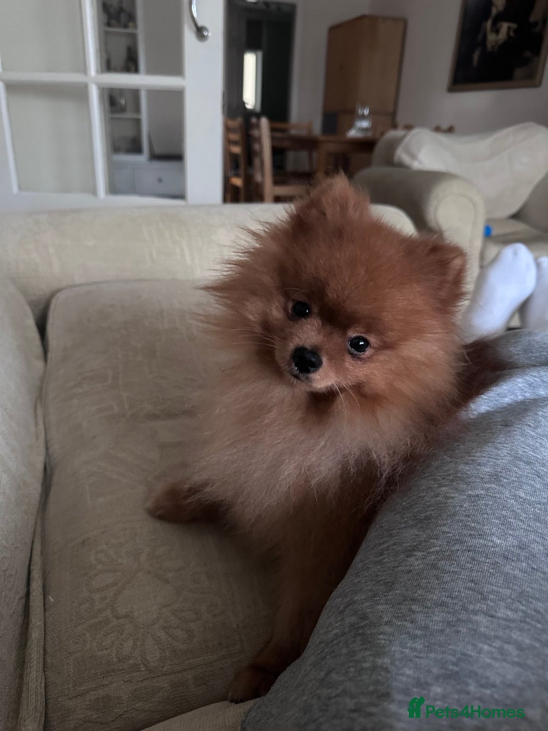 Pomeranian dogs for stud: Gorgeous Friendly Pomeranian for stud 🐶💖 - Image 2