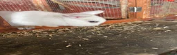 Mini Lop rabbits for sale: 2 mini lop eared rabbits - Advert 3