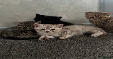 British Shorthair cats - Advert 13