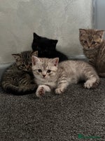 British Shorthair cats - Advert 13