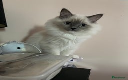 Ragdoll cats for sale: 3 Year Old Beautiful Female Ragdoll  - Image 21