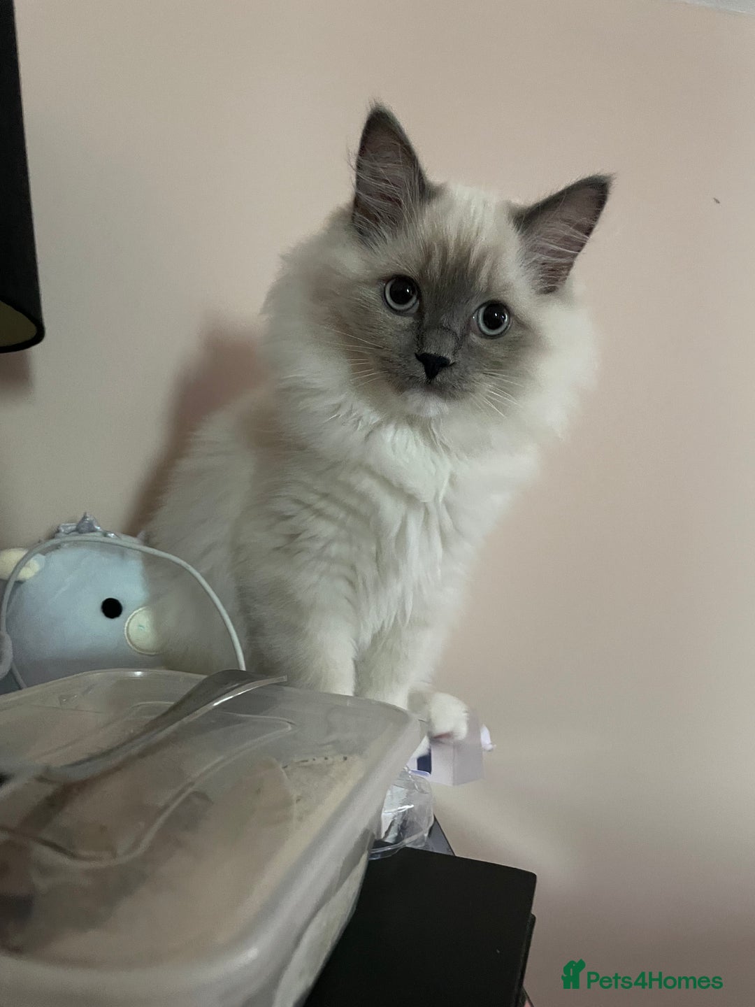 Ragdoll cats for sale: 3 Year Old Beautiful Female Ragdoll  - Image 21