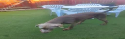 Dobermann dogs for stud: Proven KC Isabella Fawn Stud Champion Bloodlines - Advert 12