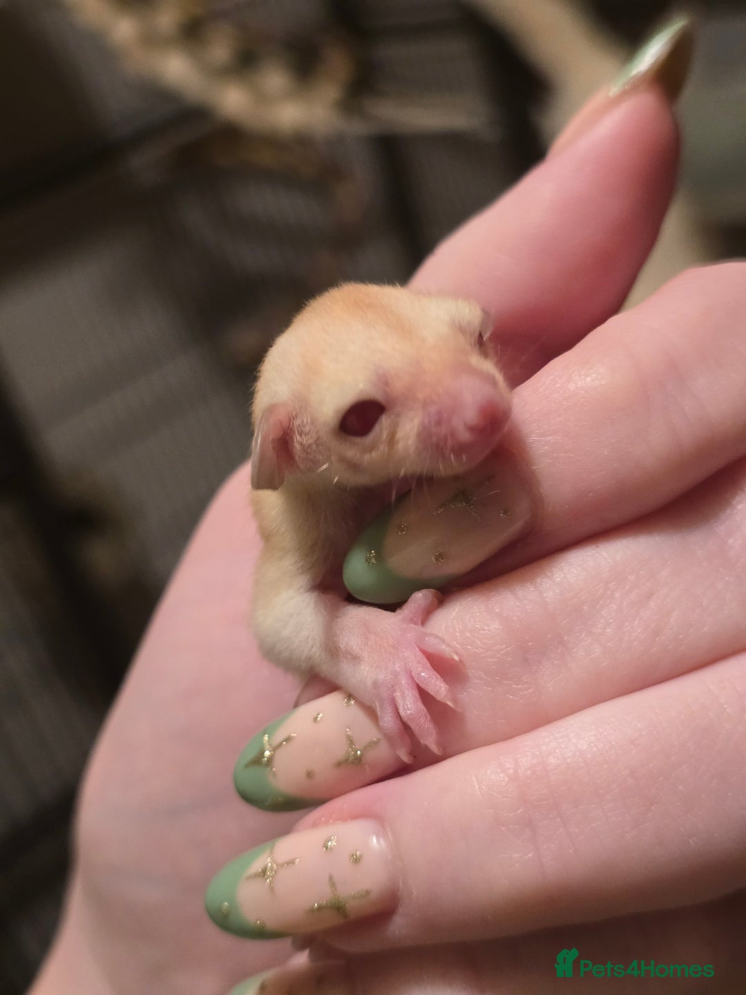 Sugar Glider rodents for sale: Male Cremino Sugar Glider - Image 6