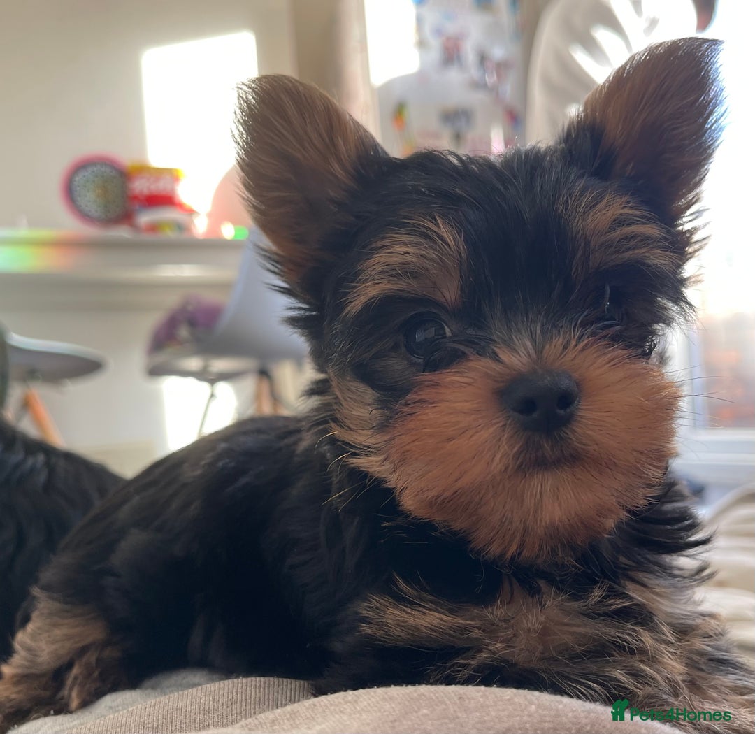 Yorkshire Terrier dogs for sale: Adorable Mini Yorkshire Terrier puppies - Advert 28