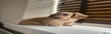 Miniature Dachshund 1