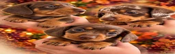 Miniature Dachshund dogs for sale: 🐾 Beautiful KC mini dachshund pups ready 9/11 🐾 - Advert 1