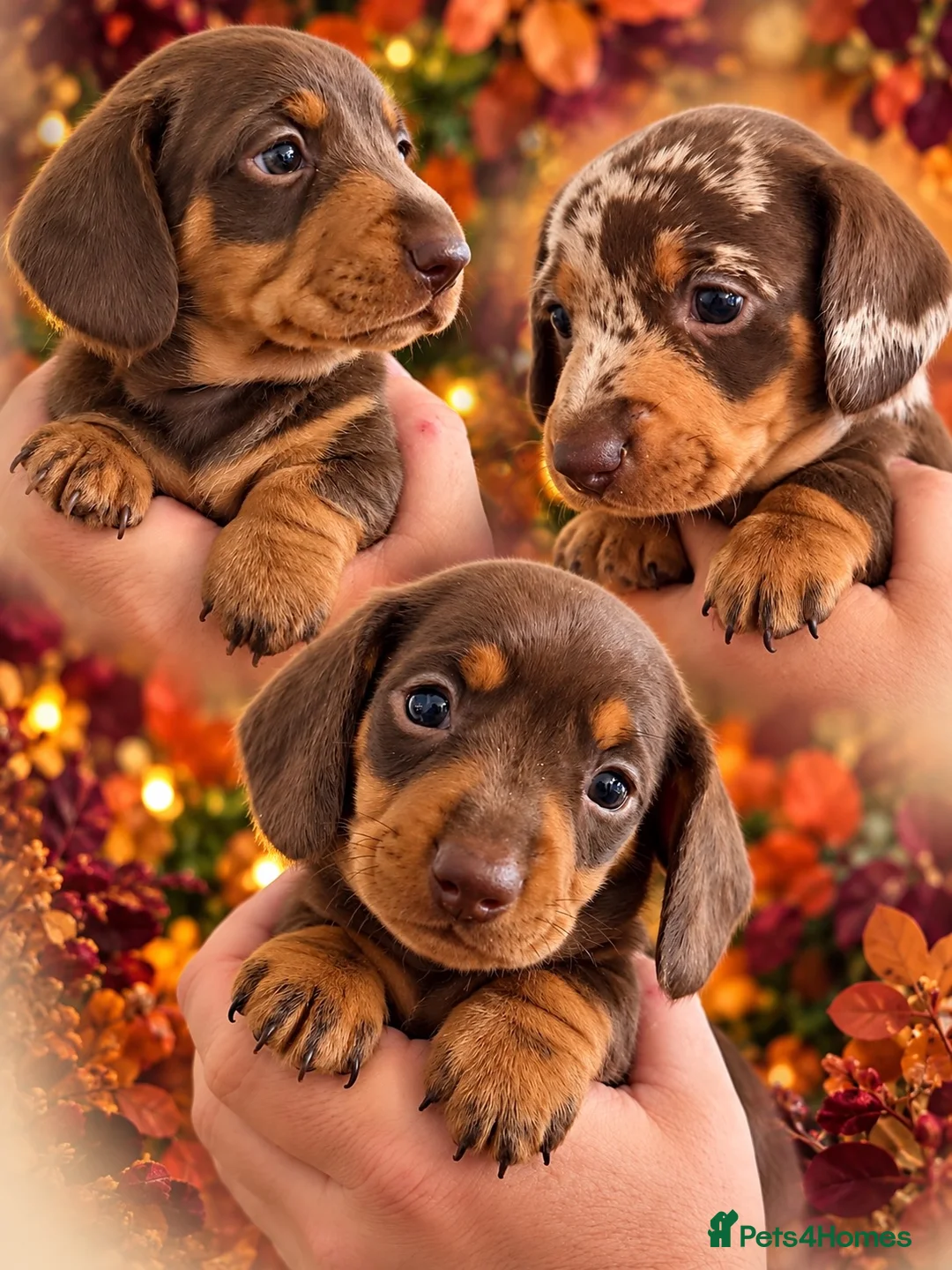 Miniature Dachshund dogs for sale: 🐾 Beautiful KC mini dachshund pups ready 9/11 🐾 - Advert 1