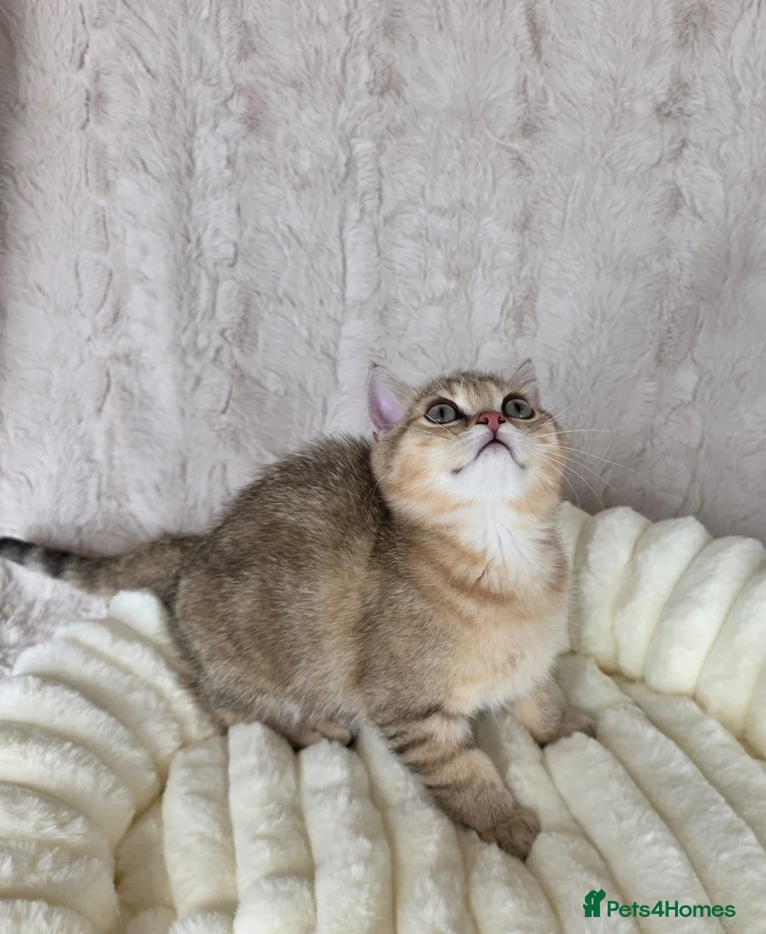 British Shorthair cats for sale: British Shorthair Kittens & Cats for Sale - Advert 15