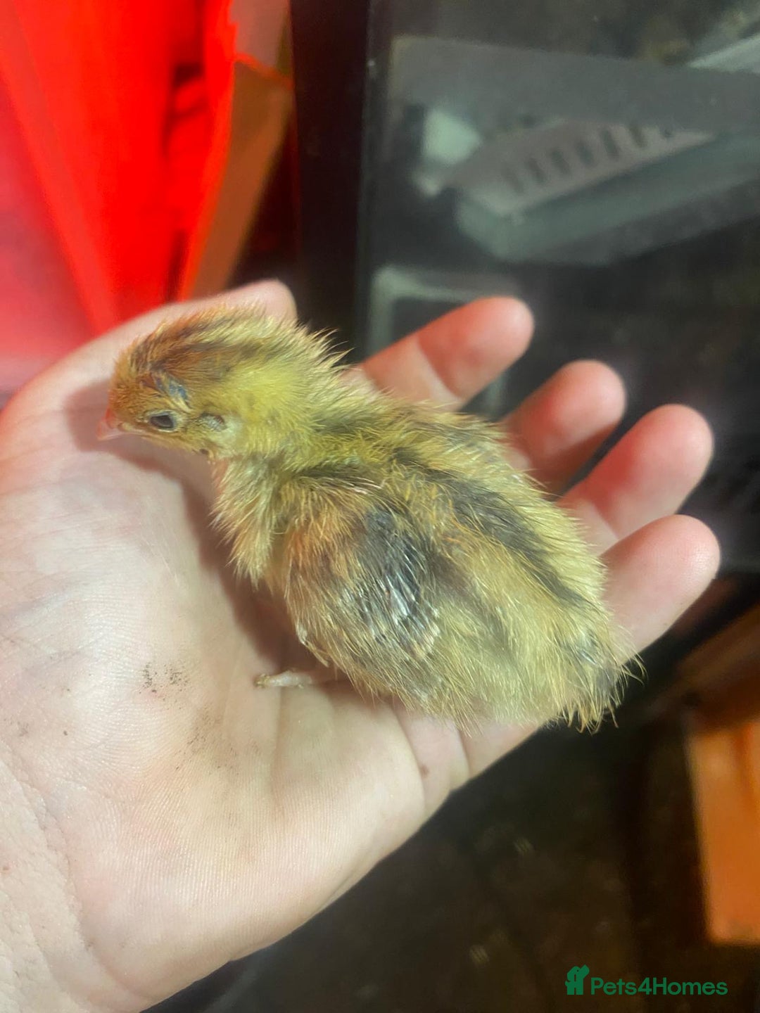 Quail poultry for sale: Quails  - Image 8