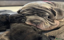 Mastiff dogs for sale: Mastiff puppies (Neapolitan) - Advert 27