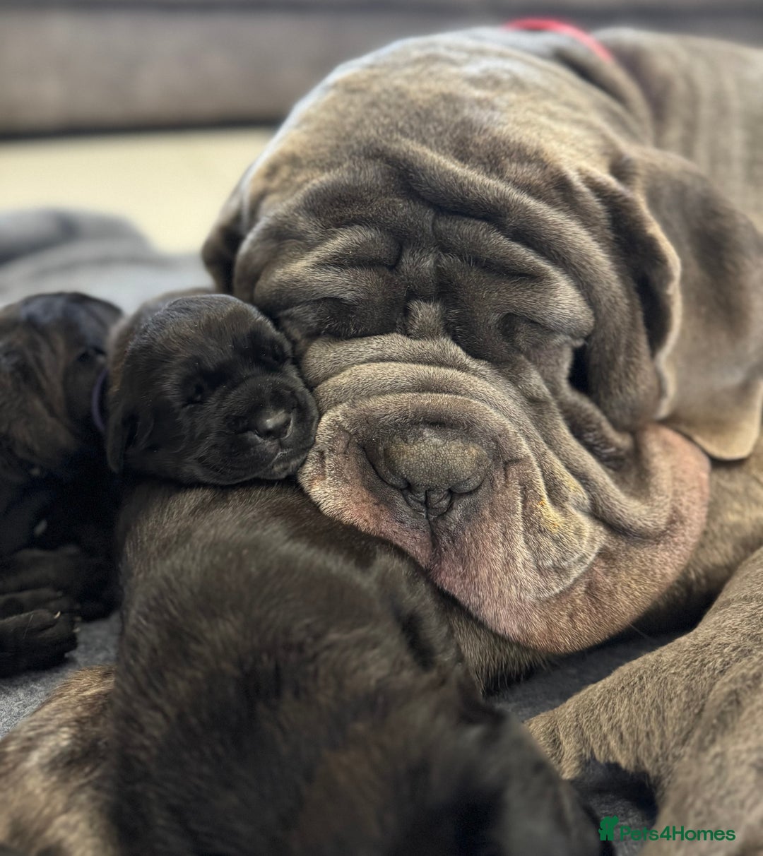 Mastiff dogs for sale: Mastiff puppies (Neapolitan) - Advert 27