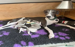 Whippet dogs for sale: Beautifully bred KC whippet pups - Image 9