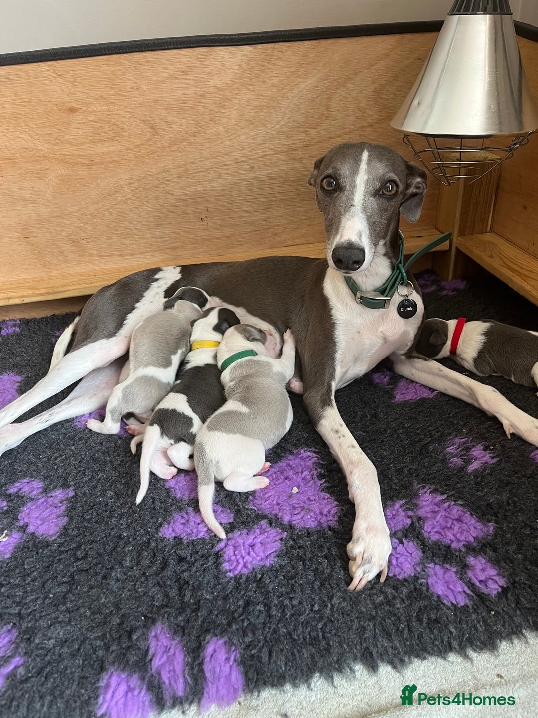Whippet dogs for sale: Beautifully bred KC whippet pups - Image 9