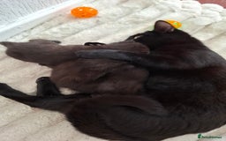 Mixed Breed cats for sale: READY NOW 2 female long haired fluffy kittens - Image 8