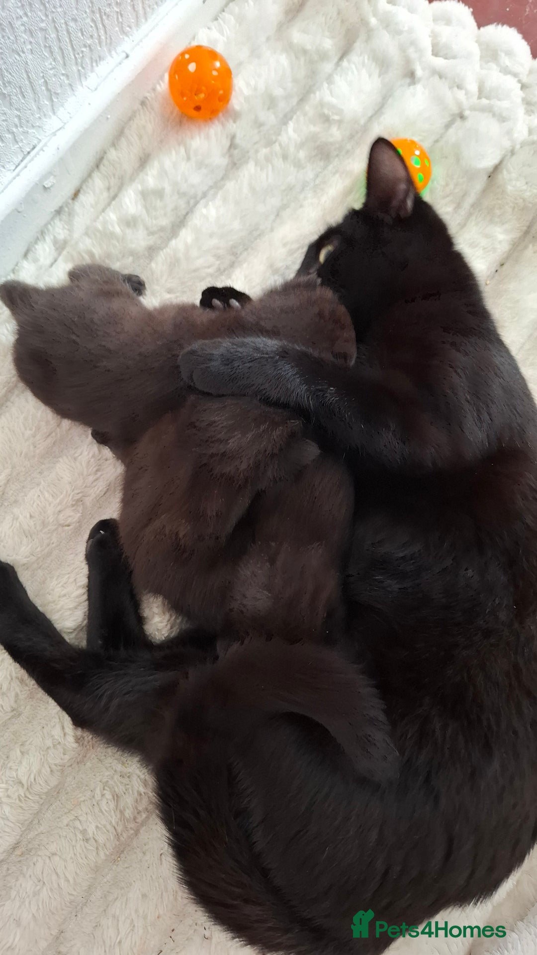 Mixed Breed cats for sale: READY NOW 2 female long haired fluffy kittens - Image 8