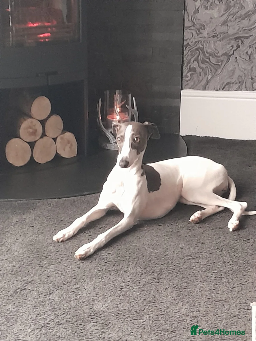 Mixed Breed dogs for sale: Italian greyhound x whippet  - Advert 10