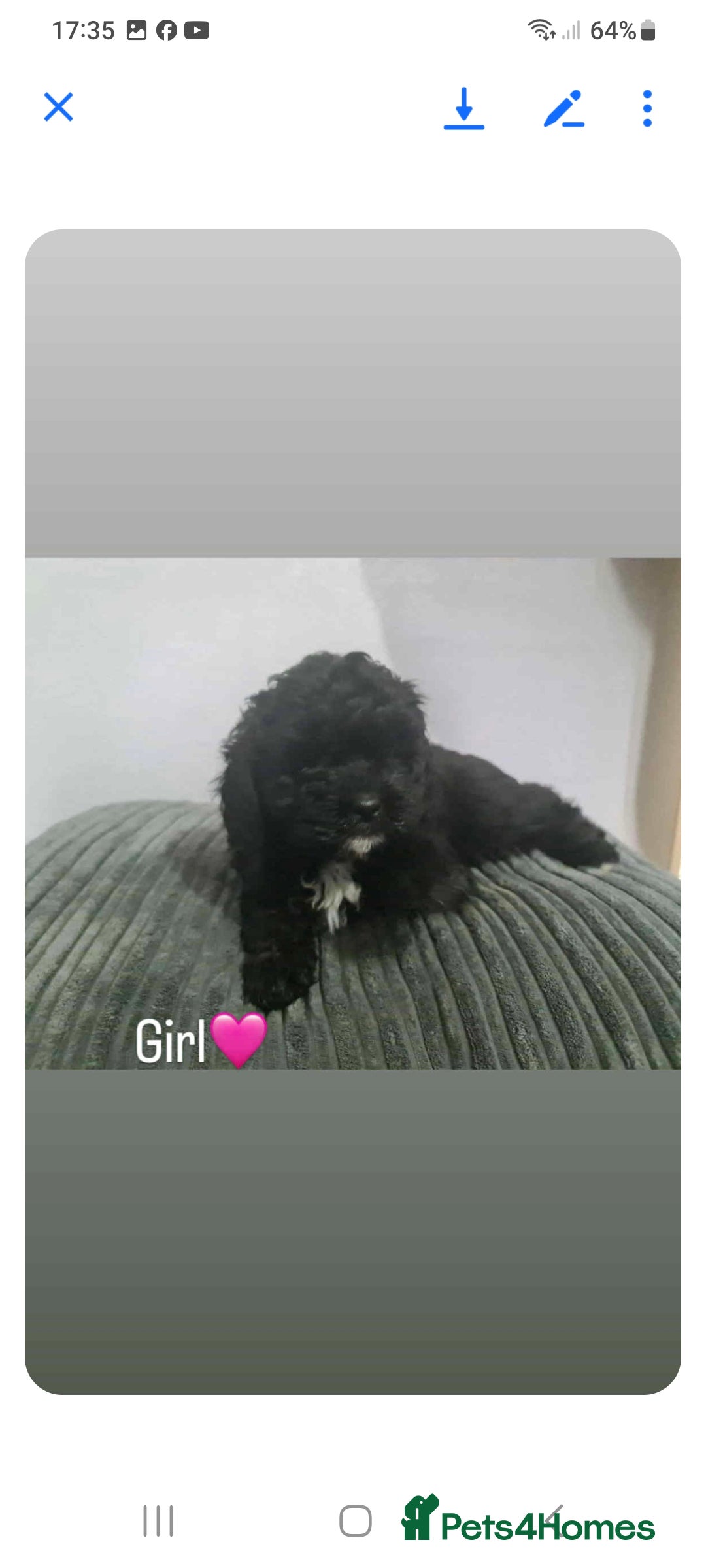 Shihpoo dogs for sale: Beautiful shihpoo puppies  - Image 5