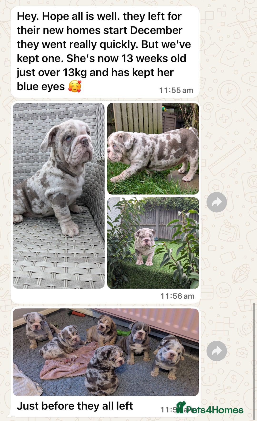 Dorset Olde Tyme Bulldogge dogs for stud: Limited Availability  Proven Bulldog Stud Services - Advert 5