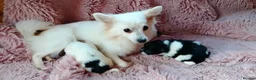 Pomeranian dogs for sale: Pomeranian puppy - 3 months old - Advert 7