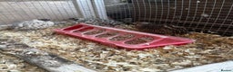 Quail poultry for sale: 3 CPQ Chinese painted quail hens  - Advert 1