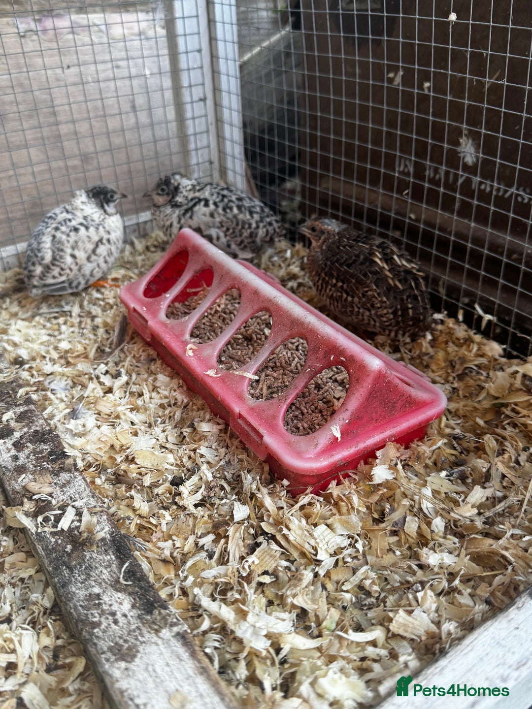Quail poultry for sale: 3 CPQ Chinese painted quail hens  - Advert 1