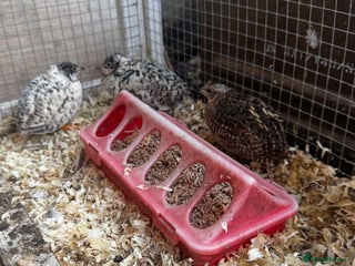 Quail poultry 3 CPQ Chinese painted quail hens - Advert 1