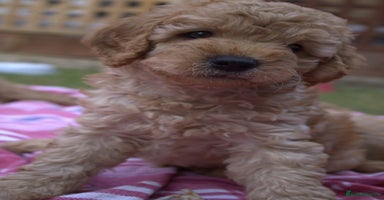 Mixed Breed dogs - Advert 5