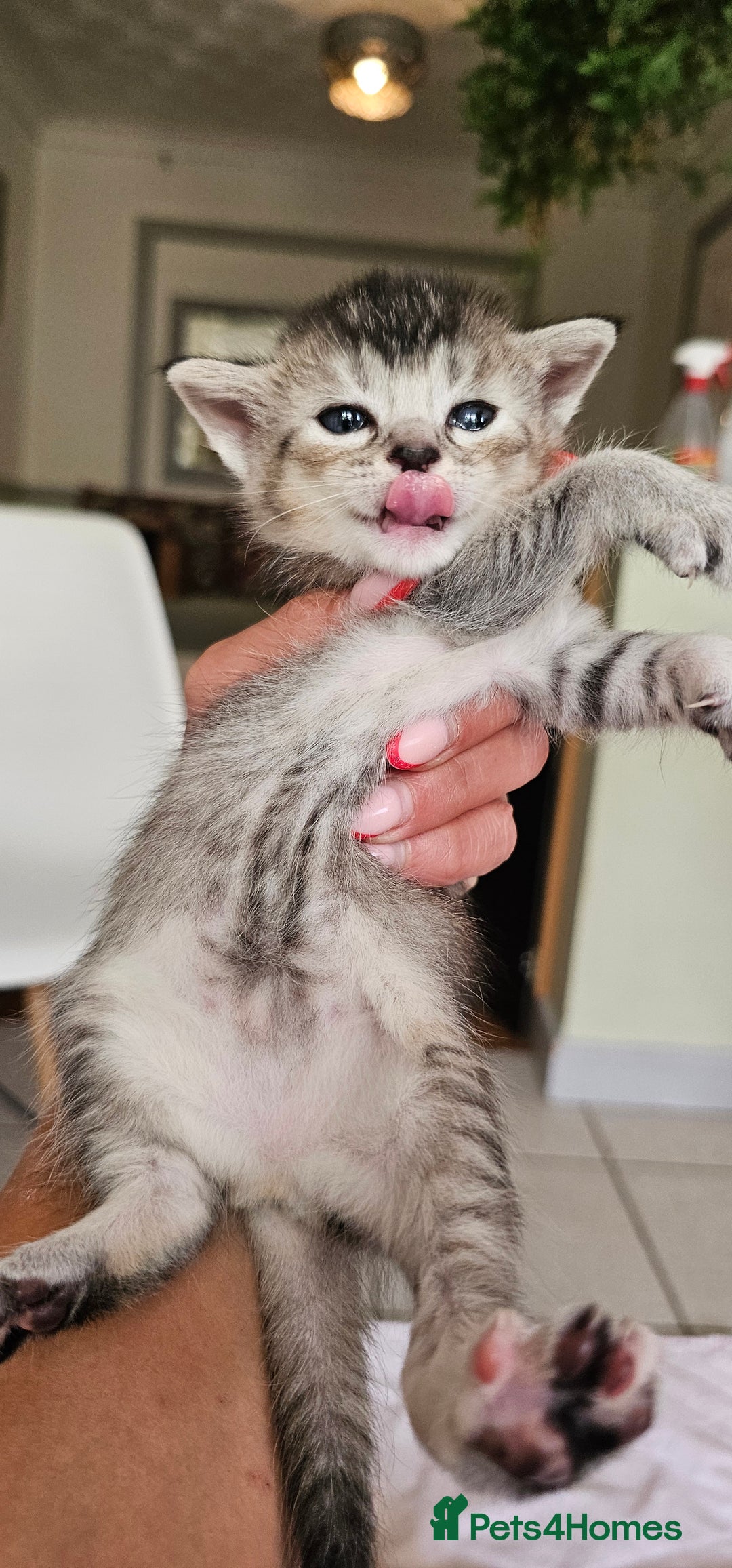 Mixed Breed cats for sale: Abyssinian x Bengal  - Image 20