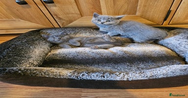 British Shorthair cats - Advert 7