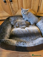 British Shorthair cats - Advert 13