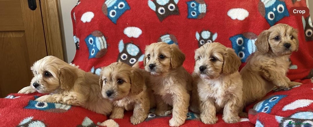 Cavapoo dogs for sale: Health tested Cavapoo puppies - Image 3