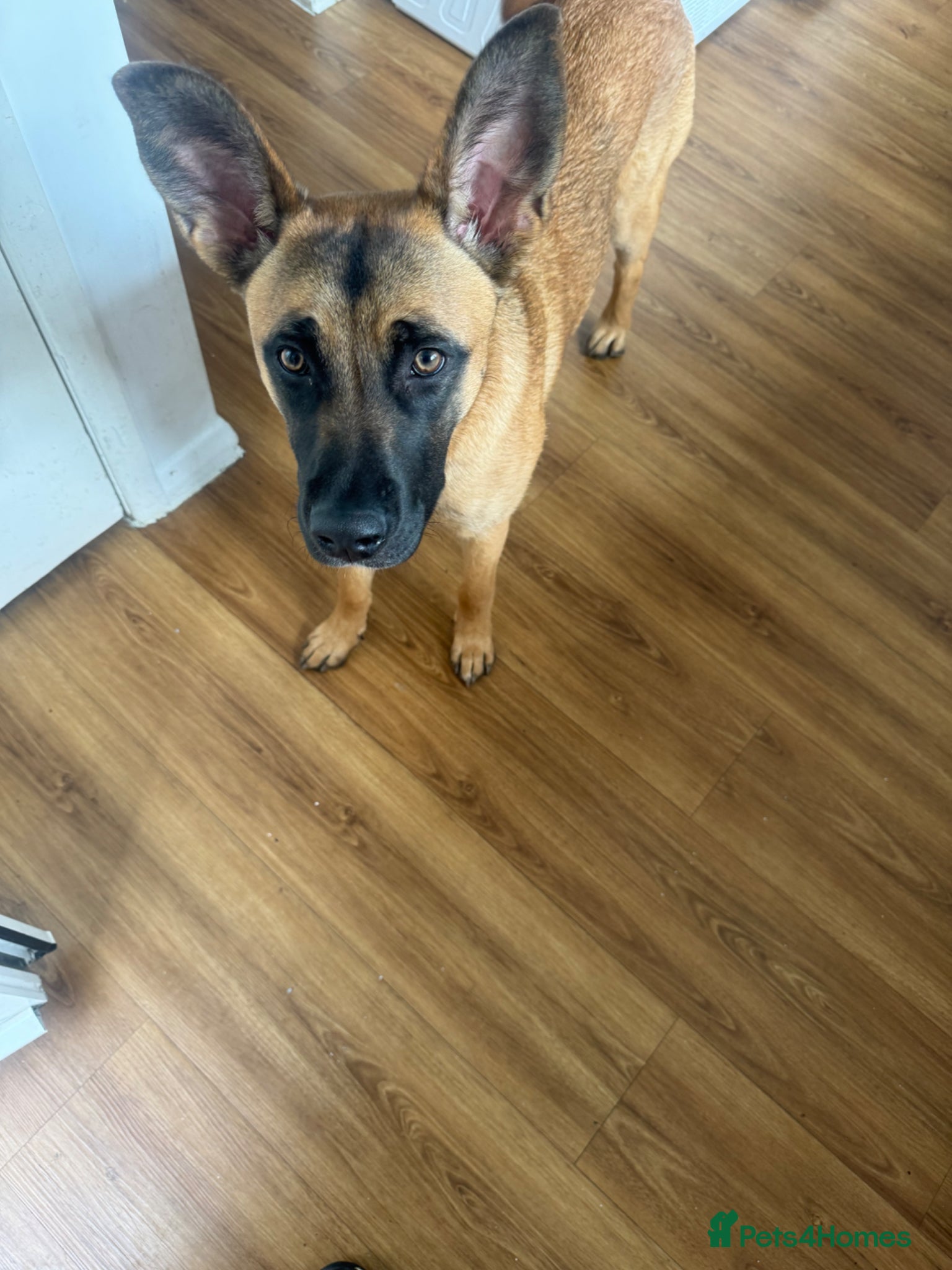 Mixed Breed dogs Sasha  - Advert 1