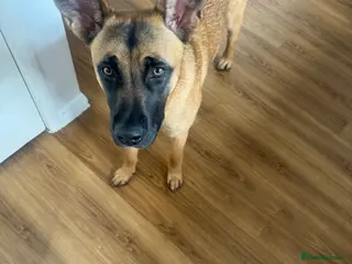 Mixed Breed dogs Sasha - Advert 3