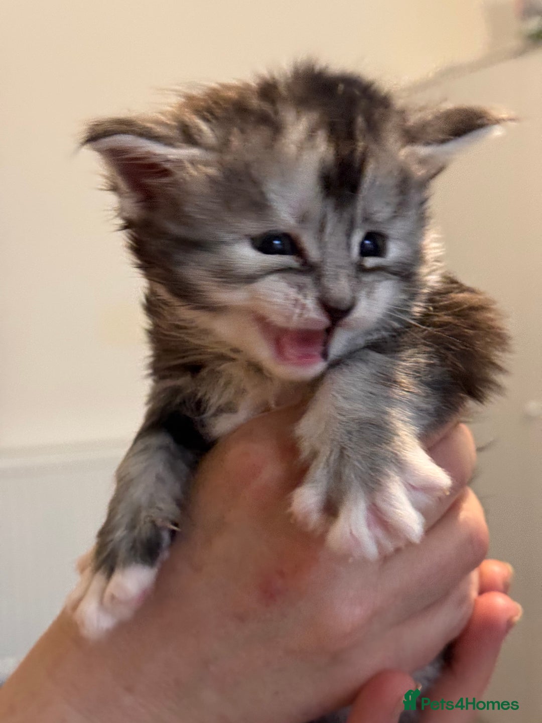 Maine Coon cats for sale: Gorgeous Shaded Line Maine Coon Kittens - Advert 11