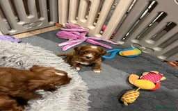 Cavapoo dogs for sale: Merlesque ⭐️⭐️⭐️⭐️⭐️F1 Cavapoos 200 DNA - Image 5