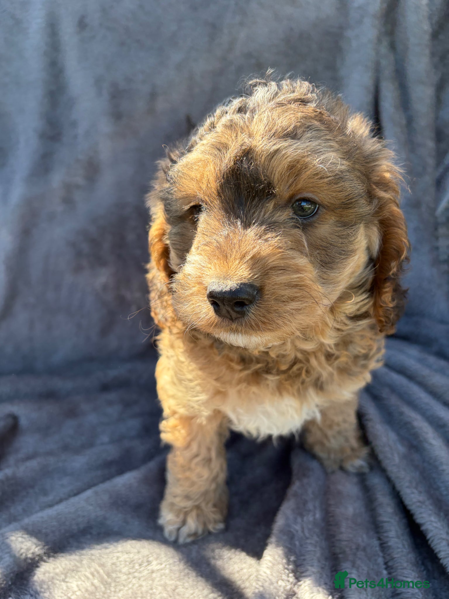 Cockapoo dogs 🐾 BEAUTIFUL F1 COCKERPOOS 🐾 - Advert 1