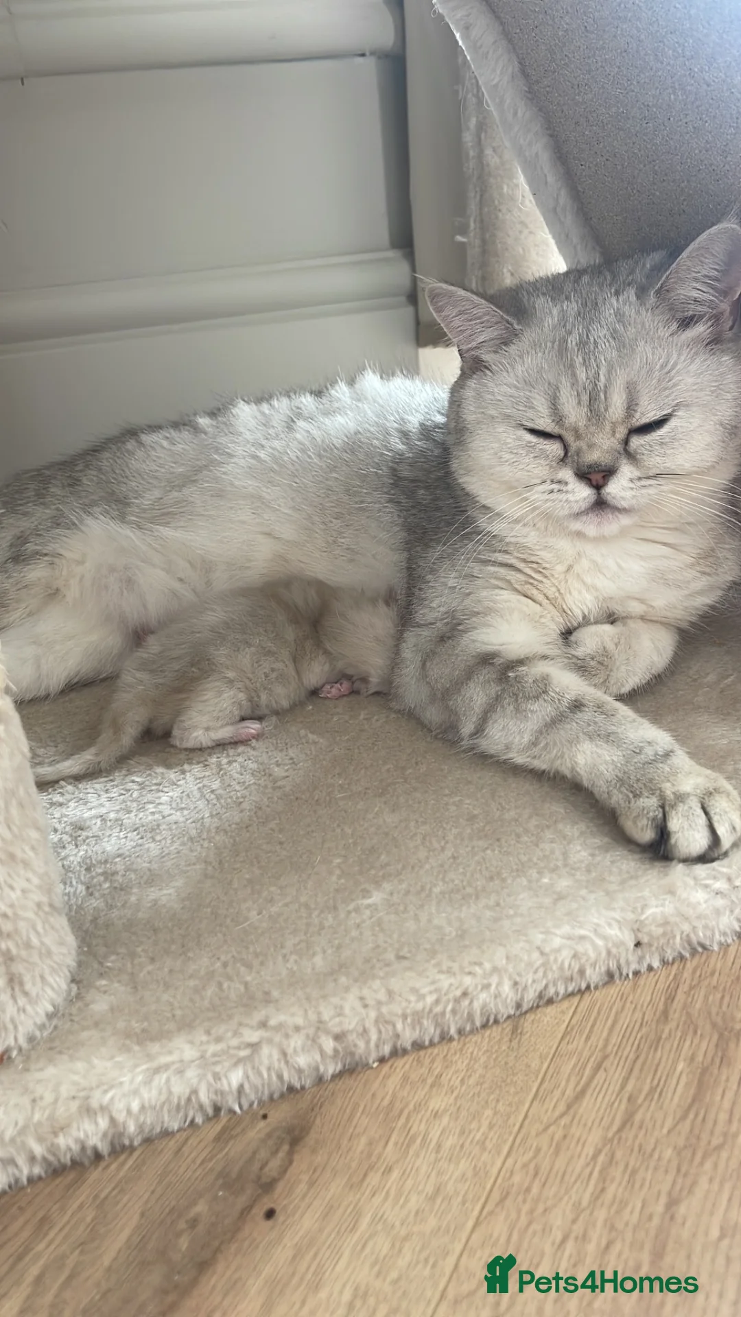 British Longhair cats for sale:   British Longhair male kitten  - Advert 1