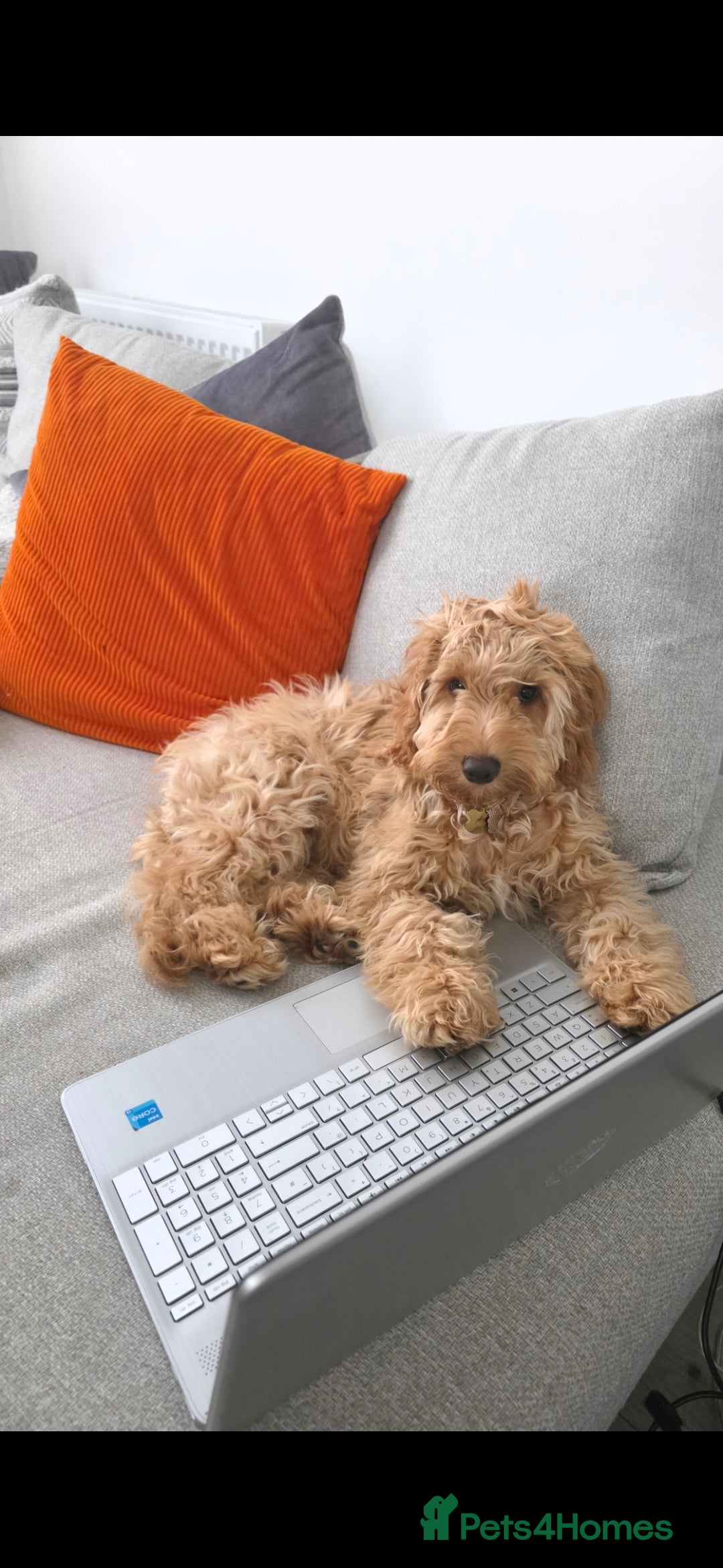 Cockapoo dogs for sale: Cockapoo  - Advert 1