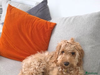 Cockapoo dogs Cockapoo - Advert 2