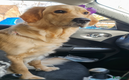 Golden Retriever dogs for sale: 🤍🧸 Litter Annoucement - Home Raised GR Puppies - Image 4