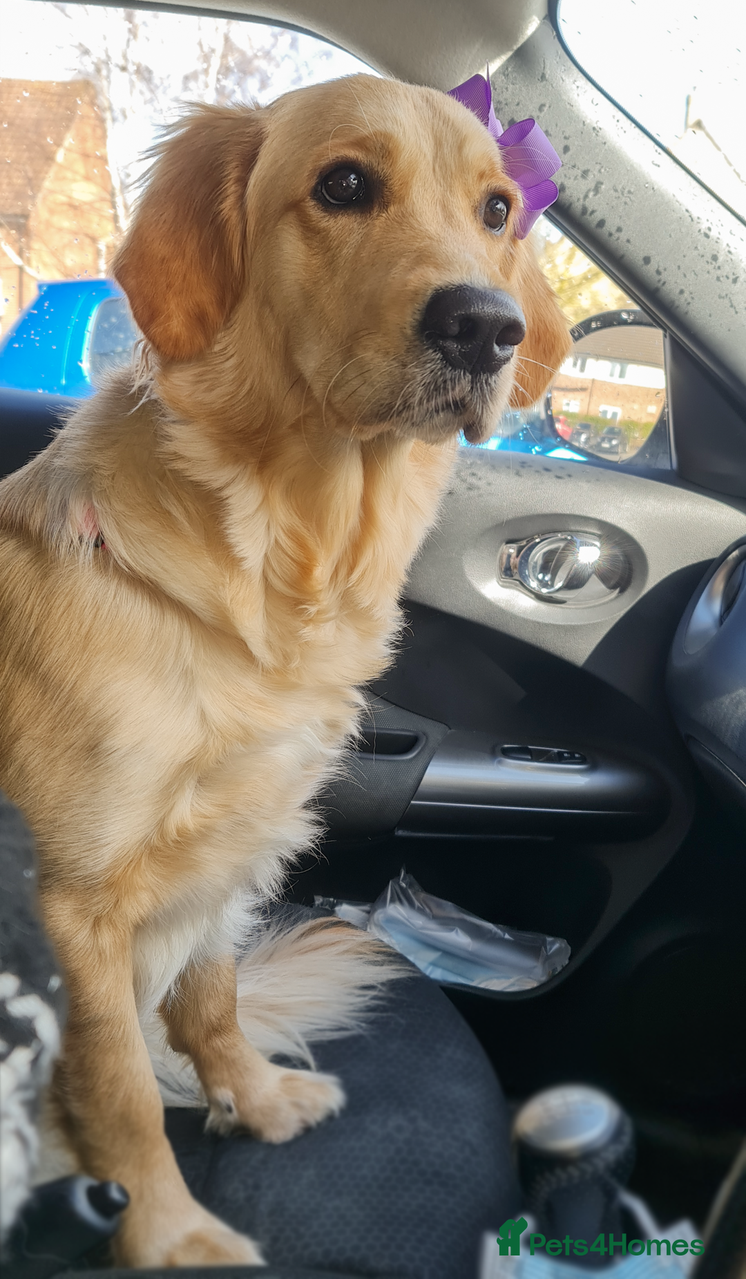 Golden Retriever dogs for sale: 🤍🧸 Litter Annoucement - Home Raised GR Puppies - Image 4